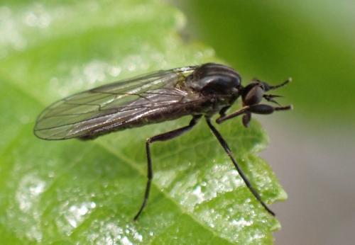 Hilara sp.
